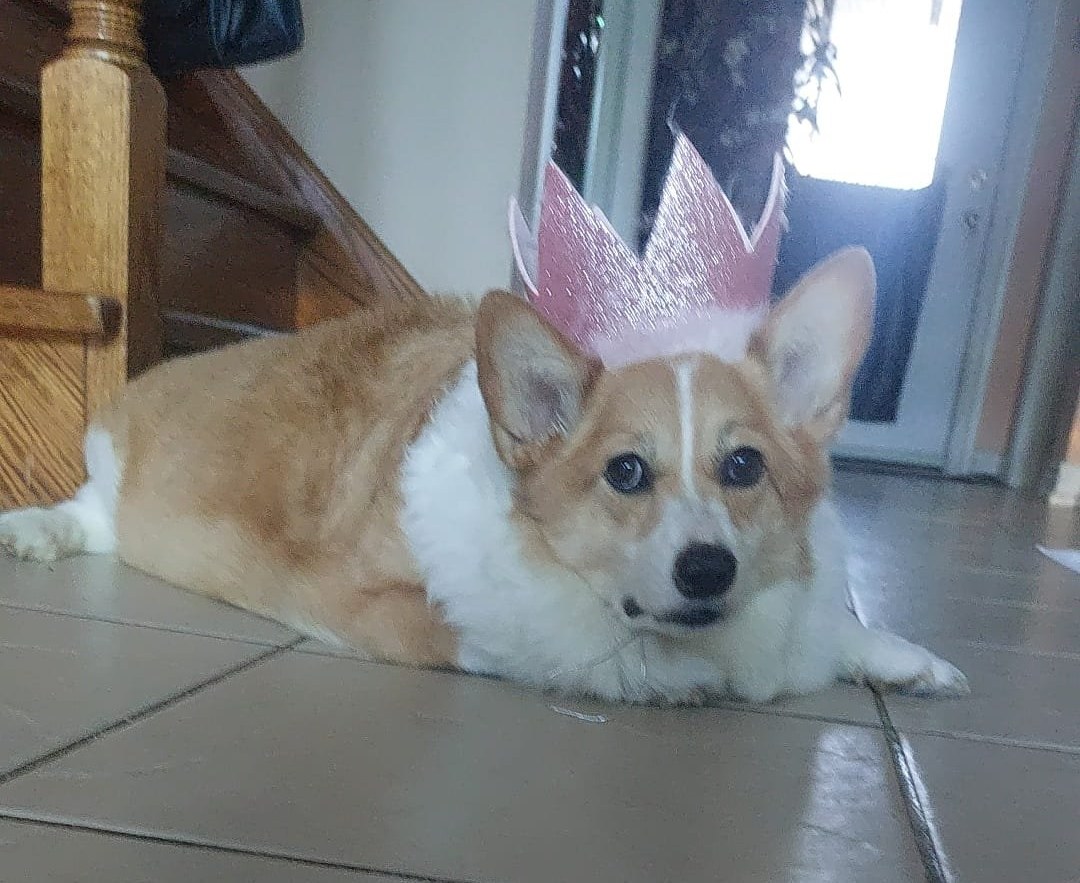 Mia, a red-and-white Pembroke Welsh Corgi, wearing her crown