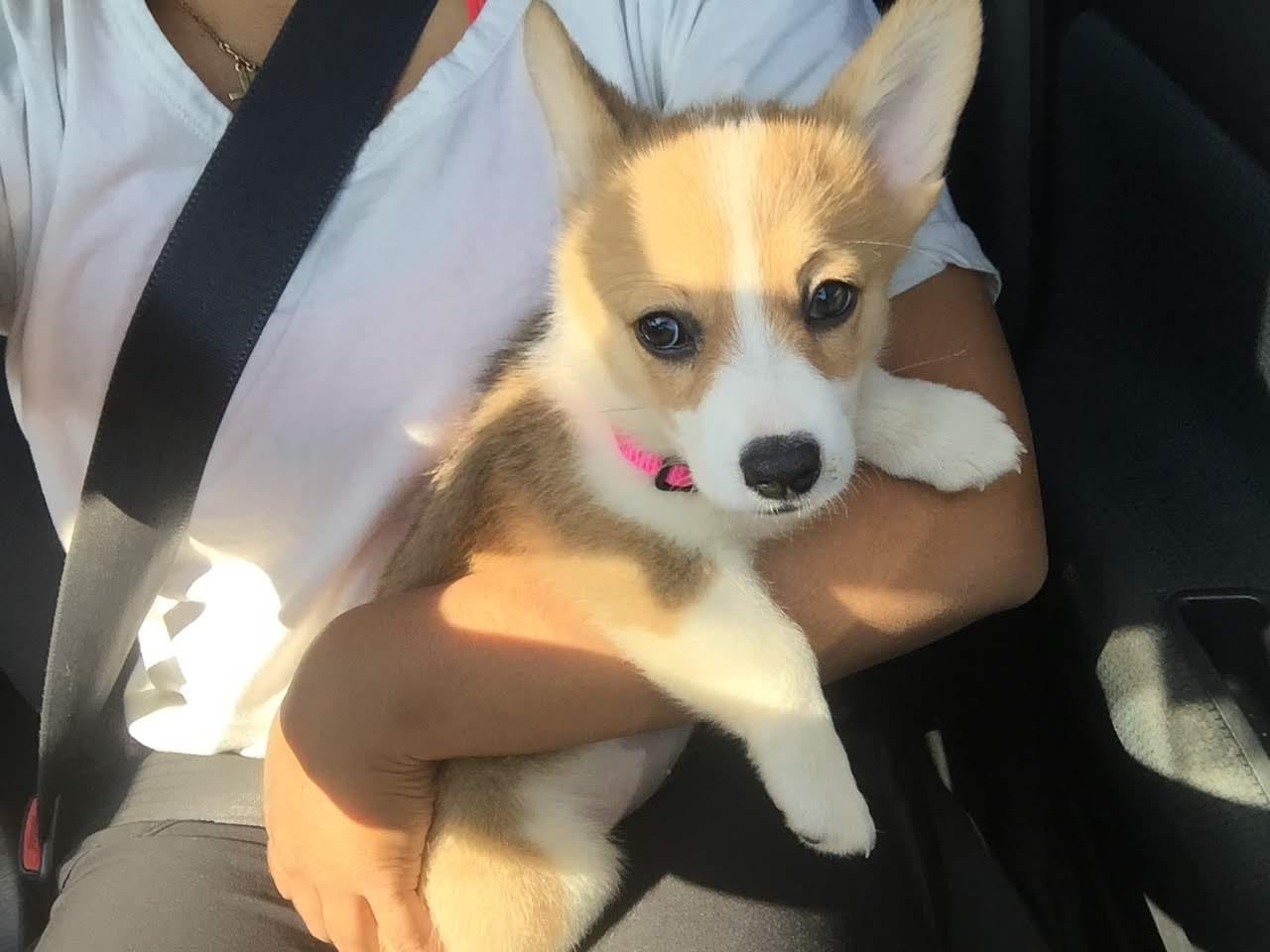 Puppy Mia in the car wearing a pink collar